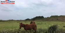 Jorangmal horse