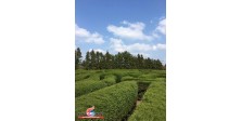 maze park