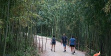 Jeonnam I (Damyang Bamboo…